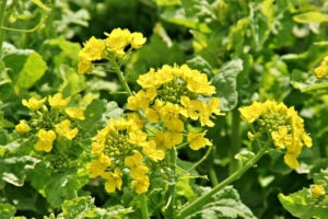 摂津市のマーケティング会社