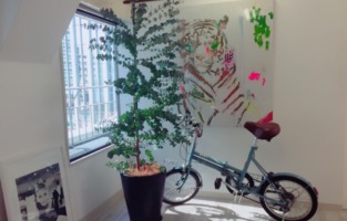 ユーカリ　観葉植物　オフィス