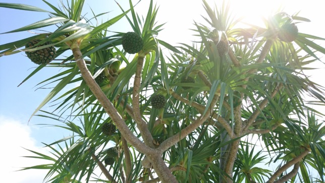 沖縄　宮古島　パイナップルの木