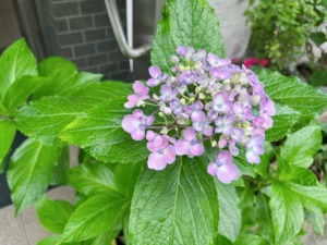 大阪　トナックブーケ　イベント　