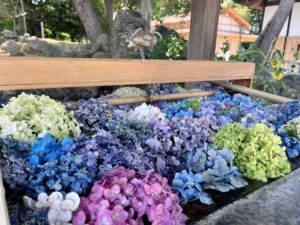 花 紫陽花 アジサイ